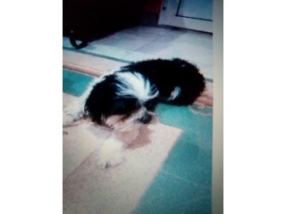 شيزو مع جميع اغراضه