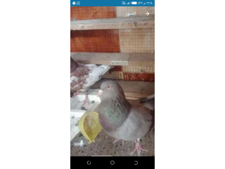 دكرين رومي تقيل