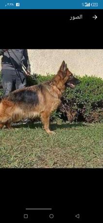 ntayh-jyrmn-llbyaa-big-1