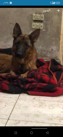 ntayh-jyrmn-llbyaa-big-2