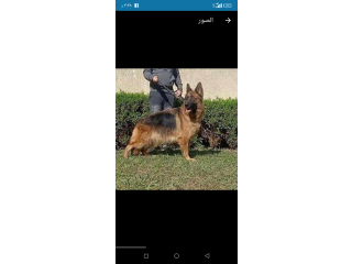 نتايه جيرمن للبيع