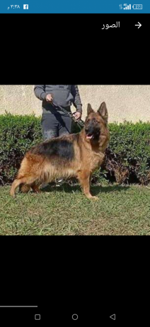 ntayh-jyrmn-llbyaa-big-0