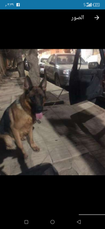 ntayh-jyrmn-llbyaa-big-3