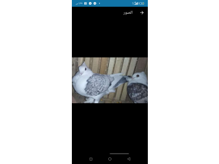 قص قشر بندق مرسومين ماشاءالله