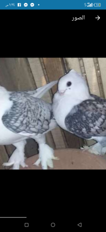 ks-kshr-bndk-mrsomyn-mashaallh-big-3