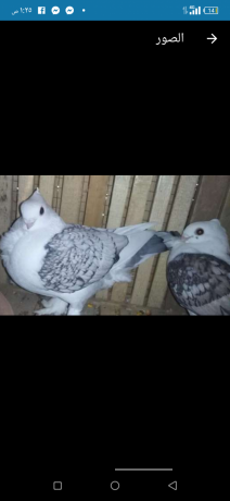 ks-kshr-bndk-mrsomyn-mashaallh-big-0