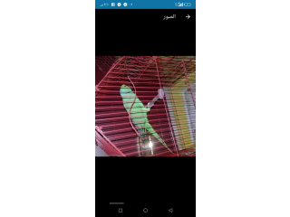 دكر دره هندي