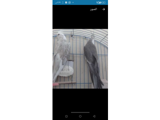 تبادل متاح من دكر كوكتيل وايت فيس شغال