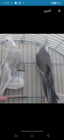 tbadl-mtah-mn-dkr-koktyl-oayt-fys-shghal-big-0