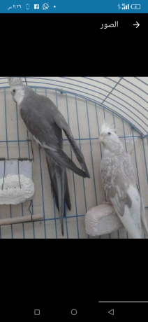 tbadl-mtah-mn-dkr-koktyl-oayt-fys-shghal-big-1