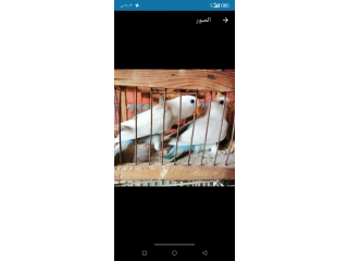 شبابات روز باليد تركواز