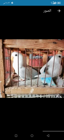 shbabat-roz-balyd-trkoaz-big-1