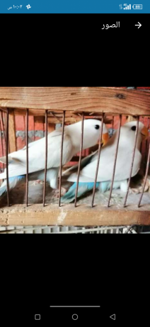 shbabat-roz-balyd-trkoaz-big-0