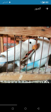 shbabat-roz-balyd-trkoaz-big-2