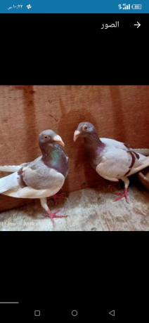 joz-hmam-jmaayh-shghalyn-big-0