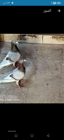 joz-hmam-jmaayh-shghalyn-big-1