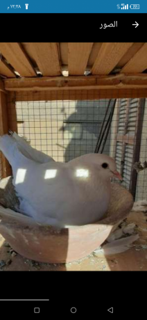 as-shklbath-shmaah-shghal-zy-alsaaah-big-0