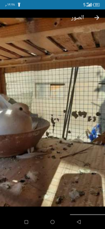 as-shklbath-shmaah-shghal-zy-alsaaah-big-1