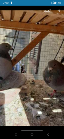 as-zajl-fll-talyb-aaaly-shghal-big-0