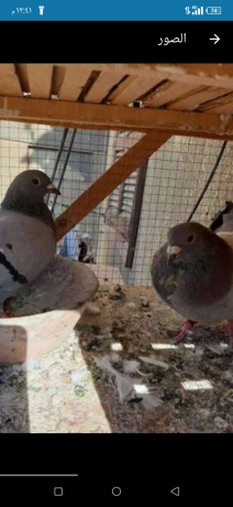 as-zajl-fll-talyb-aaaly-shghal-big-1