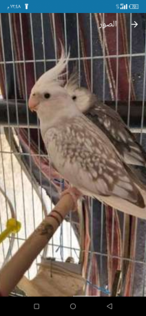 koktyl-frnsaoy-big-2