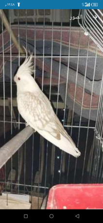 koktyl-frnsaoy-big-4