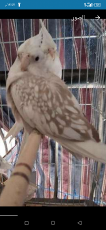 koktyl-frnsaoy-big-0