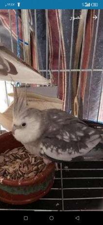 koktyl-frnsaoy-big-3