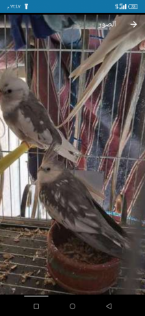 koktyl-frnsaoy-big-1