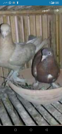 mtlob-dkr-bhloan-ao-ardy-shklbath-shghal-ao-aal-osh-shghl-big-0