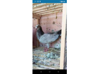 حمام زيادات