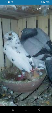 llbyaa-ao-llbdl-big-1