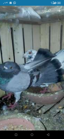 llbyaa-ao-llbdl-big-0