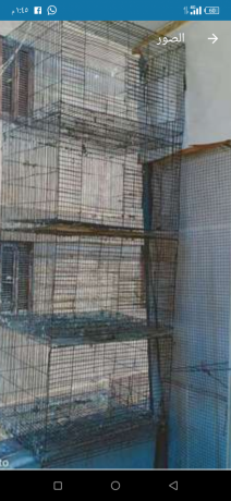 slakh-llfrakh-arbaa-aayon-baklat5045-big-0