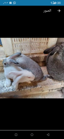 aranb-bsaar-aljmlh-big-0