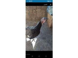 للبيع ديوك رومي بيتي حاجه نظيفه اقل من سعر السوق