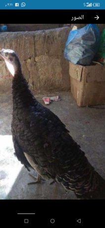 llbyaa-dyok-romy-byty-hajh-nthyfh-akl-mn-saar-alsok-big-1