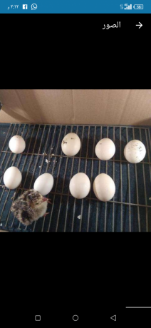 llbyaa-dyok-romy-byty-hajh-nthyfh-akl-mn-saar-alsok-big-3