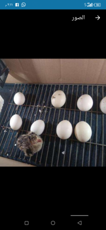 llbyaa-dyok-romy-byty-hajh-nthyfh-akl-mn-saar-alsok-big-2