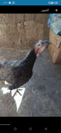 llbyaa-dyok-romy-byty-hajh-nthyfh-akl-mn-saar-alsok-big-0