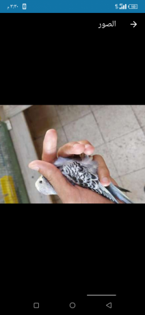 frd-astral-aoblayn-ylo-fys-big-3