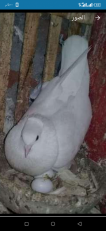 ntay-shklbath-shghal-kaml-big-0