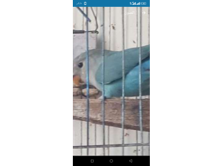 نتايه روز الله اكبر