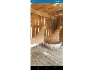 حمام اكول غزار