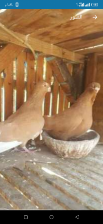 hmam-akol-ghzar-big-0