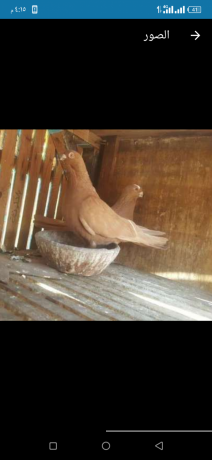 hmam-akol-ghzar-big-1