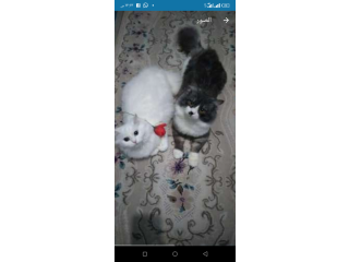 قطط للبيع