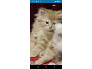 قطط شيرازي 50 يوم