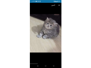 قطط شيرازي بيور