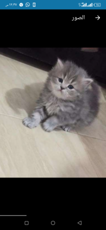 ktt-shyrazy-byor-big-0